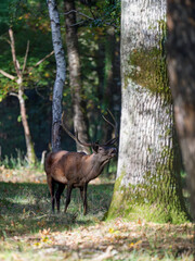 Flehmen of a red deer stag at the foot of an oak tree on the edge of the forest during the rut. Cervus elaphus, Réserve de la Haute-Touche, Indre 36, région Centre, France, European Union, Europe