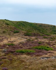 heather in bloom in the Schoorlse Duinen, Netherlands