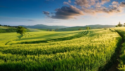 Fototapeta premium lush verdant crop area