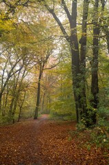 Fototapeta premium Forest path covered with fallen leaves in autumn