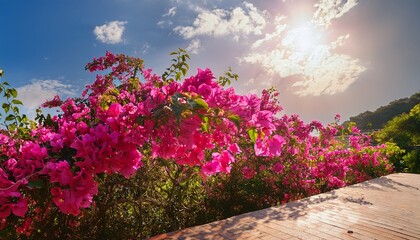 bright pink bougainvillea glabra also called paperflower or lesser bougainvillea flourishing splendidly in a natural park under sunny skies