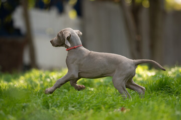 A light grey Weimaraner puppy runs on bright green grass. The puppy wears a red collar. Background is blurred with green trees and a building