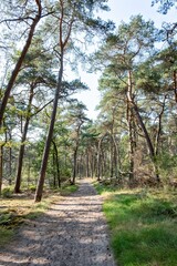 wide sandy path in sparse pine forest
