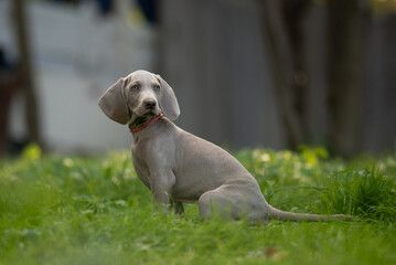 A young Weimaraner puppy with a red collar sits alertly on a lawn. The puppy faces left with a slightly curious expression outdoors in daylight