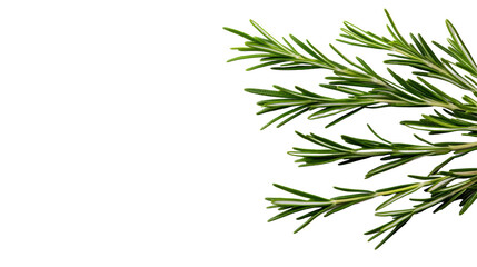 Obraz premium Fresh Rosemary on Transparent Background