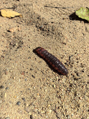 Large insect larva crawling on sandy ground in a natural setting