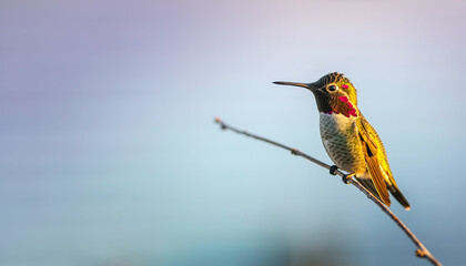 Fototapeta premium Anna's Hummingbird Perched on Branch at Sunset