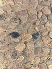 Unique turtle-shaped rocks found on a rustic cobblestone path in sunny weather