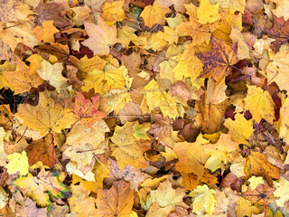 Colorful autumn leaves create a vibrant carpet on the forest floor