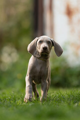 Fototapeta premium A young Weimaraner puppy walks toward the viewer in a grassy yard. The dog looks directly at the camera with its floppy ears and alert expression