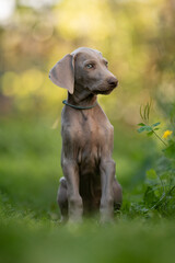A young Weimaraner puppy with grey fur sits upright in a green yard. The small dog wears a collar and looks off to the right. Vegetation is blurred in the background