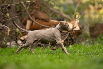 A Weimaraner puppy with a collar runs fast through the short green grass. The puppy runs during the...