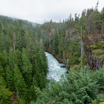 High angle view of forest and Cheakamus River