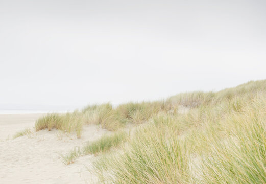 Marram grass on sandy beach and dunes