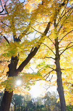 Sun shining through fall Maple trees