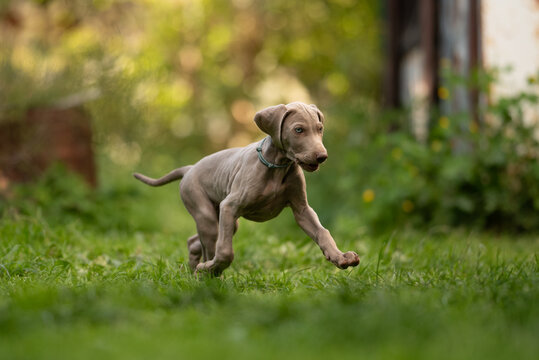 A Weimaraner puppy runs across green grass. The puppy appears to be enjoying exploring the outdoors, with its ears flapping in the wind. It is daytime