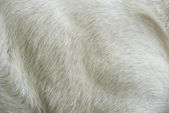 Close-up of cream colored Labrador Retriever fur