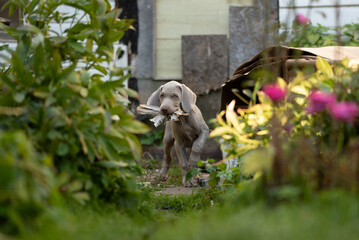 A young Weimaraner dog walks in a garden, carrying a stick in its mouth. The puppy is surrounded by green plants and colorful flowers on a sunny afternoon
