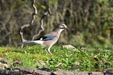 blue jay 