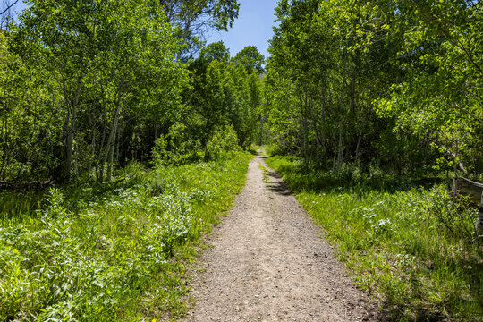 Proctor Loop hiking trail in sunny day