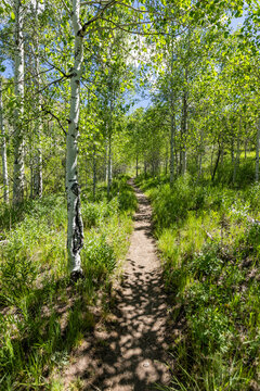 Proctor Loop hiking trail in sunny day