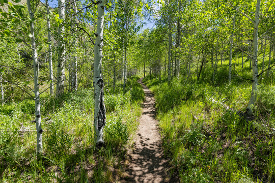Proctor Loop hiking trail in sunny day
