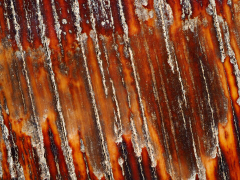 Magnified view of surface of a piece of fossilized mammoth ivory