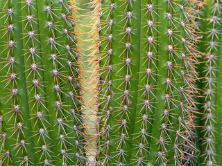 Close-up of organ pipe cactus