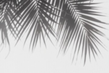 Abstract silhouette of palm tree leaves with shadows © Shaila