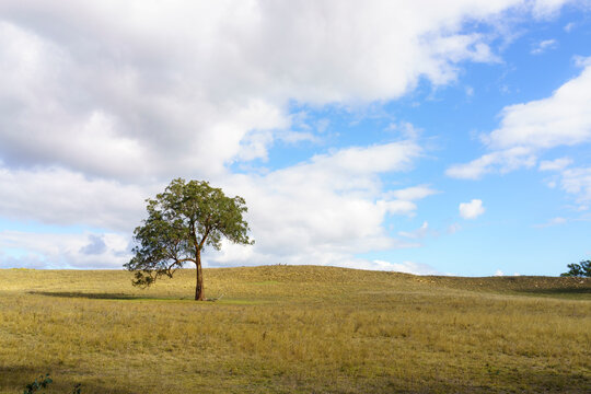 Lone gumtree in empty field with cloudy blue sky in background