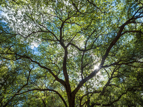 Low angle view of backlit leaves and branches of cork oak trees