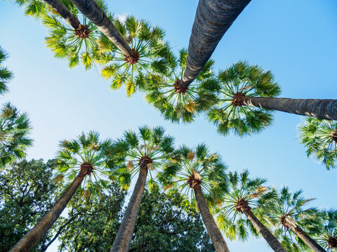 Low angle view of parallel rows of palm trees against clear sky