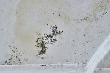 Black mold spots on a damp white wall.