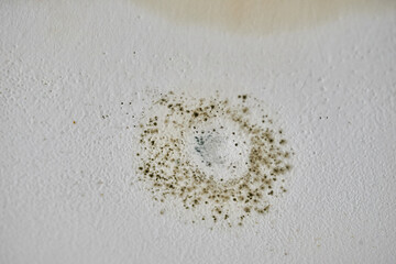 Close-up of black mold spots on a white damp wall.