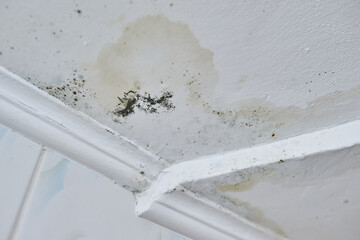 Water damaged ceiling corner with black mold stains.