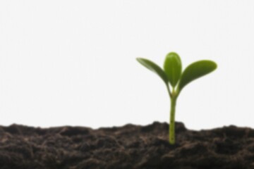 A new plant growing in the soil