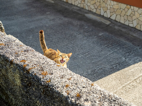 Ginger cat meowing with mouth wide open at wall