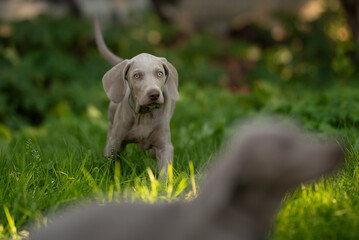 A young Weimaraner puppy stands alert in a grassy yard. Another dog, blurred in the foreground, may be the puppy's mother