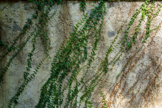 Ivy growing in diagonal pattern down wall in British Cemetery 