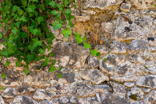 Close-up of ivy growing on cobblestone wall