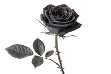 Dark gray rose with leaves isolated on transparent background