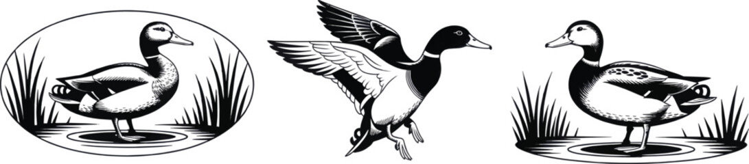 Collection of three detailed black and white vector illustrations of mallard ducks in various poses, isolated on