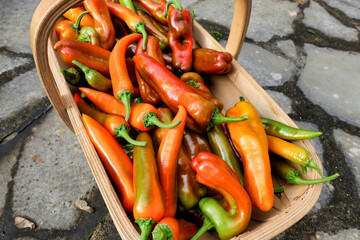 Sussex trug being filled with freshly picked chillies and peppers of various varieties

