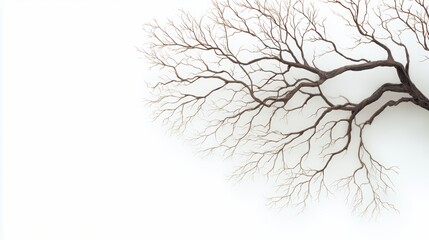 Tree branch is shown in a white background. The branch is bare and has no leaves. The image has a serene