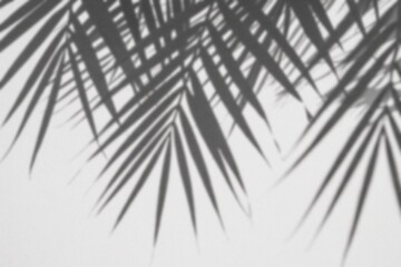 Fototapeta premium A tranquil scene showcasing the delicate shadows of palm leaves on a smooth surface, creating a simple and elegant composition. The intricate shadows play with light and form.