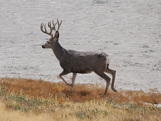 Magnificent Mule Deer buck walking across the barren Antelope Island salt flats