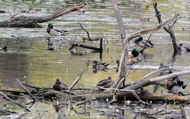 Wood Duck in marsh