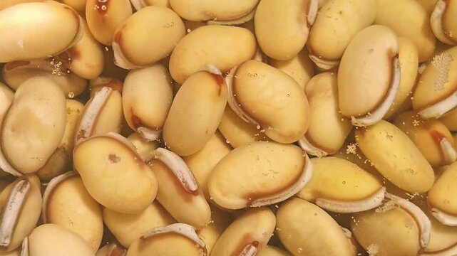 Dried hyacinth beans Dolichos lablab sprout when wet, needing oxygen via draining rinsing to prevent rot. Eating in meals offers protein fiber, helps digestion weight, manages blood sugar cholesterol.