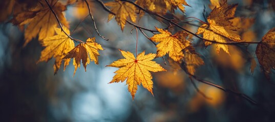 Golden Autumn Leaves - A Serene Nature Scene in Soft Light.