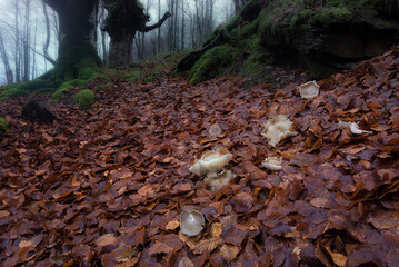 Old beech trees covered in green moss in a foggy forest. Mysterious and magical atmosphere in autumn nature